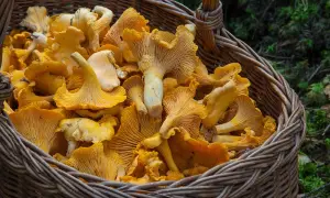 Koszyk pełen świeżych, żółtych kurek. Idealne do smażenia i duszenia, oto jak przechowywać kurki, by cieszyć się ich smakiem.