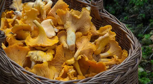 Koszyk pełen świeżych, żółtych kurek. Idealne do smażenia i duszenia, oto jak przechowywać kurki, by cieszyć się ich smakiem.