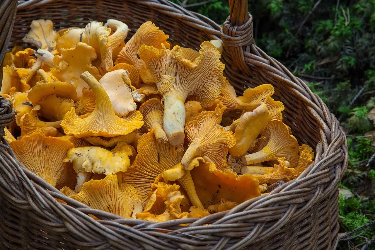 Koszyk pełen świeżych, żółtych kurek. Idealne do smażenia i duszenia, oto jak przechowywać kurki, by cieszyć się ich smakiem.